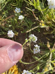 Plagiobothrys collinus