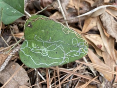 Liriomyza schmidti
