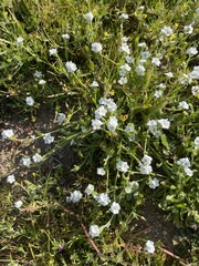 Plagiobothrys collinus