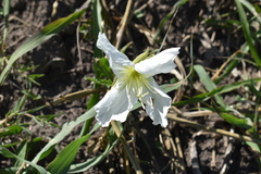 Oenothera centaurifolia