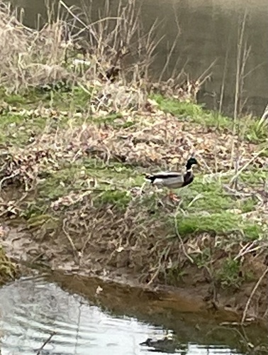 Mallard photographed in Alabama