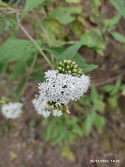 Stevia ovata