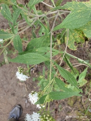 Stevia ovata