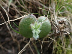 Lupinus densiflorus densiflorus