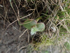 Lupinus densiflorus densiflorus