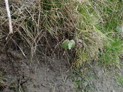 Lupinus densiflorus densiflorus