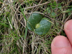 Lupinus densiflorus densiflorus