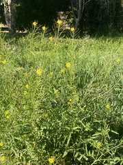 Sisymbrium orientale