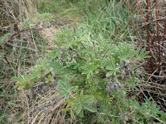 Lupinus arboreus
