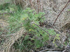 Lupinus arboreus