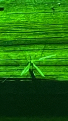 Hellinsia homodactylus