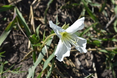 Oenothera centaurifolia