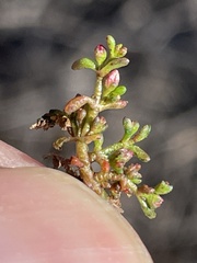 Crassula solieri