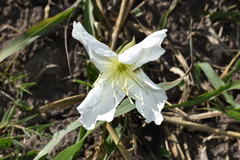 Oenothera centaurifolia
