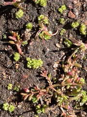 Crassula solieri