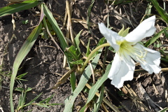 Oenothera centaurifolia