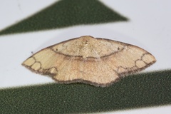 Pylargosceles steganioides