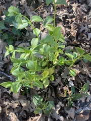 Fraxinus dipetala