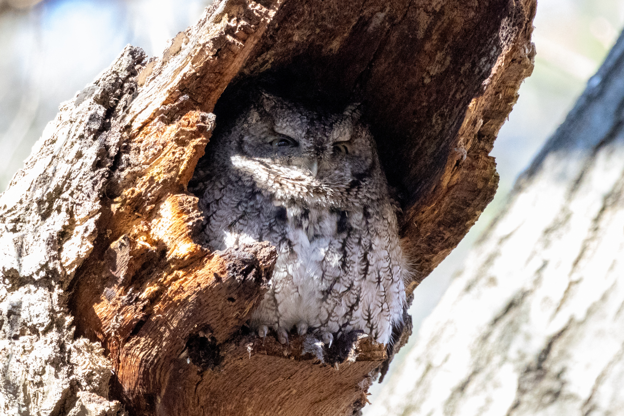 Eastern Screech-Owl (Megascops asio)