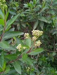 Baccharis latifolia