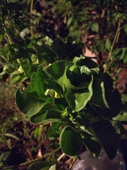 Brassicaceae