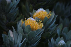 Leucospermum conocarpodendron conocarpodendron
