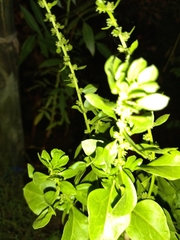Brassicaceae