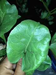 Brassicaceae