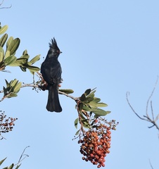 Phainopepla