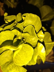 Brassicaceae