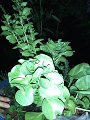 Brassicaceae