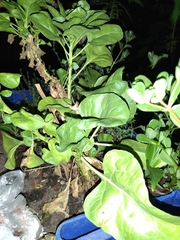 Brassicaceae