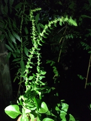 Brassicaceae