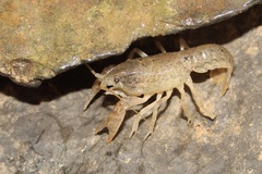 Cambarus latimanus