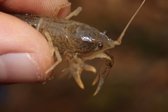 Cambarus latimanus