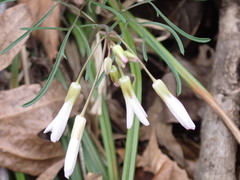 Cardamine dissecta