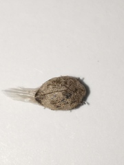 Byrrhidae