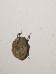 Byrrhidae