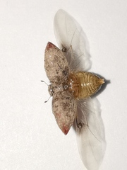 Byrrhidae