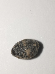 Byrrhidae