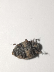 Byrrhidae