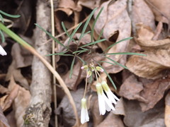 Cardamine dissecta