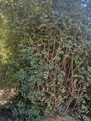 Ziziphus jujuba