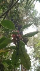 Glossoloma ichthyoderma