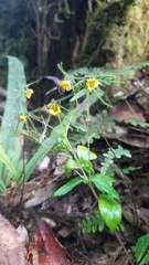 Sigesbeckia jorullensis