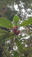 Glossoloma ichthyoderma