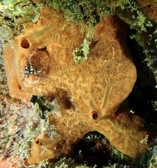 Spirastrella hartmani