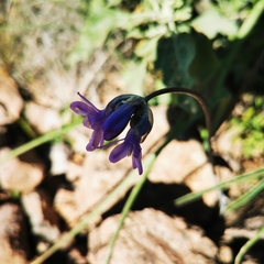 Dipterostemon capitatus pauciflorus