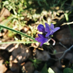 Dipterostemon capitatus pauciflorus