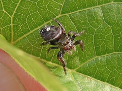 Phidippus audax